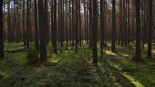 Вылазка в лес. Тверская область.