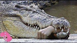 Top 7 Worst Crocodile Attacks on People in Australia