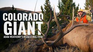 Adam's Largest Bull Elk Ever - DIY Chasing Giant Colorado Bulls at 12,000 feet