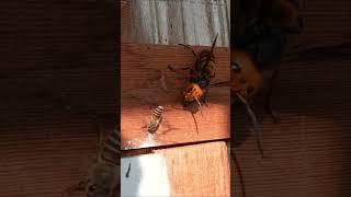 Giant Hornet Attacks Japanese Honeybee Nest: A One-by-One Hunt