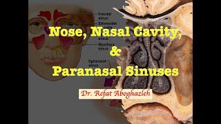 Nose, Nasal Cavity and Paranasal Sinuses