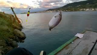 Şamandıra İle Yemli Balık avı 2 Her atış balık, Bu avı seveceksiniz!! #fishing #fish #balıkavı