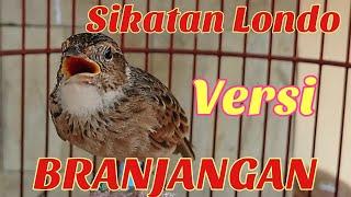 𝙈𝘼𝙎𝙏𝙀𝙍𝘼𝙉 BRANJANGAN GACOR DOR ISIAN SIKATAN LONDO FULL SPEED   by Lee Birds Farm