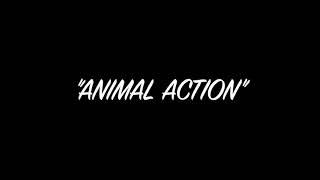 "ANIMAL ACTION"