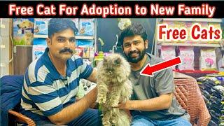 Free Cats For New Home || Cats For Adoption  || Hamza Aslam