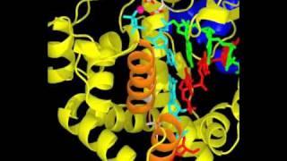 DNA polymerase