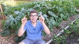 Prune Zucchini to Increase Production - Prevent Powdery Mildew & Prevent Blossom End Rot