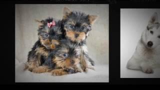 Images of Dogs in Photogenica microstock image bank