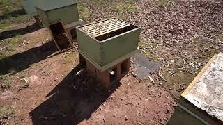 #147 Нуклеусный Роёк ,Быстрая подсадка молодой матки в отводок- Пчеловодство для начинающих