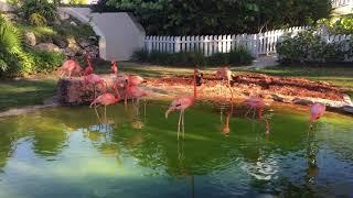 Flamingo. The Bahamas. Baha Mar.