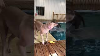 These pups should start a swim team! #doggydays #summertime #puppy