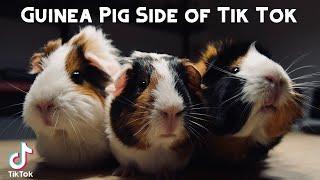 Guinea Pig Side of Tik Tok