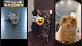 Cute Cats ‍⬛ Cat videos Compilation  #FunnyCats #8550