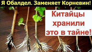 Старый Китайский рецепт. Раствор, в котором любой черенок пустит первые корешки за 2 дня.