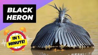 Black Heron  Mind-Blowing Fishing Genius! | 1 Minute Animals