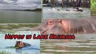 Hippos In Lake Naivasha#hippo #travel #kenya