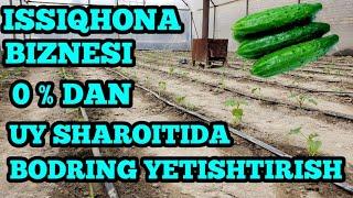 ISSIQHONADA BODRING YETISHTIRISH BIZNESI HAQIDA 0% DAN BOSHLAB UY SHAROITIDA