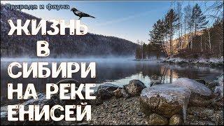 Жизнь в Сибири на реке Енисей. Жизнь в России. Life in Siberia on the Yenisei river. life in Russia