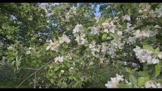 "Spring 2024" I Black Magic Pocket 4k x Canon kit objektiv 18-55 f 3.5-5.6