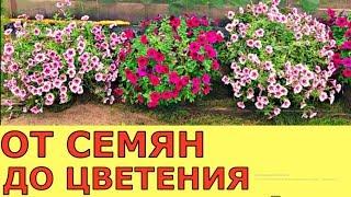 КАК ПРОСТО И БЫСТРО ВЫРАСТИТЬ ПЕТУНИЮ? ОТ СЕМЯН до ЦВЕТЕНИЯ ВСЕ В ОДНОМ ВИДЕО