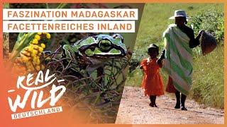 Madagaskar: So wunderschön ist die Insel! | Faszinierende Orte | Real Wild Deutschland