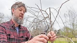 Pruning Muscadine Grapes (Simple Tips for Home Gardeners)