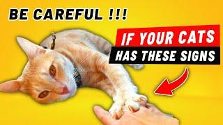 10 SIGNS Your CAT is About to DIE How to Know if a Cat is Dying