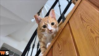 My Cat Peeks at Me From Every Floor While Getting Down the Stairs