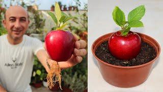 Planting Apple Trees from Seeds at Home