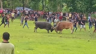 ADUAN SAPI BAWEAN 2024. 17 Des. || KAISAR VS KRISNA.|| Lapangan Gunung Desa. || E Tong_tong