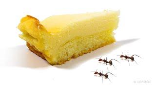 Ants vs Cheesecake