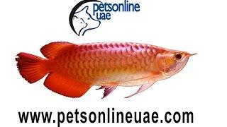 PET SHOPS IN ABU DHABI,DUBAI UAE,RED arowana eating FOOD,buy arowana online dubai