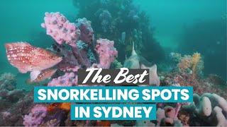 The Best Snorkelling in Sydney