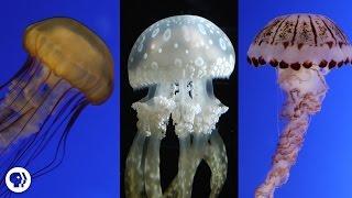 Are Jellyfish the Weirdest Animals In the Ocean?