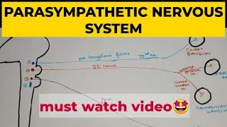 ANS - 2 | Parasympathetic Nervous System
