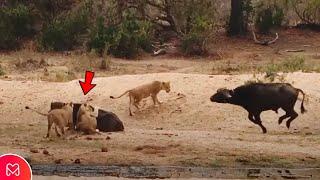 AMAZING BUFFALO SAVES FRIEND FROM LIONS ATTACK