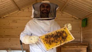 Fleißige Stadtwerke-Bienen