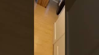 Orange Cat REACTS to owner coming home.