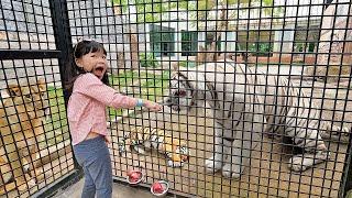 Kasih Makan Harimau, Singa dan Burung di Kebun Binatang Lembang Park n Zoo