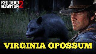 Opossum hunting guide | Red Dead Redemption 2