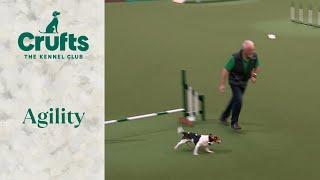 Spring Powered Jack Russell Terrier Bounces Through Agility | Crufts 2024