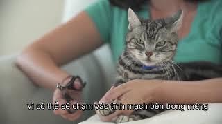 HƯỚNG DẪN CÁCH CẮT MÓNG CHÂN CHO MÈO | Pet Prince