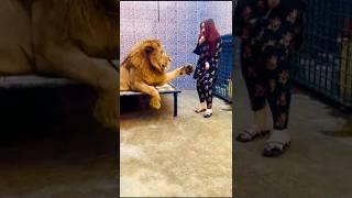 Sher Sa Panga Not......  #lion #animals #ytshorts mian saqib #petlover #tiger