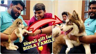 New Delhi से आई Bidla Family के लिए Siberian Husky Wooly Male | Most Loving family Ever 