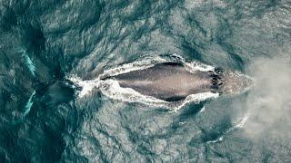 Stanford lab develops high-tech tools to study whales in the wild