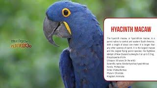 Hyacinth macaw | Episode 74