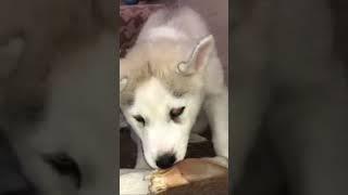 Ma quanto sono belli? SIBERIAN HUSKY i piu bei cani al mondo