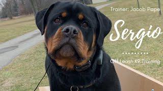 Rottweiler l “Sergio” l Amazing Obedience l Off Leash K9 Training