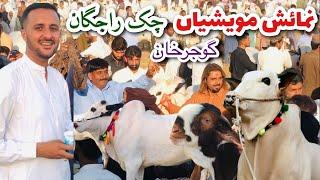 Chak Rajgan Mandi | Cattle Exhibition Chak Rajgan Gujjar khan