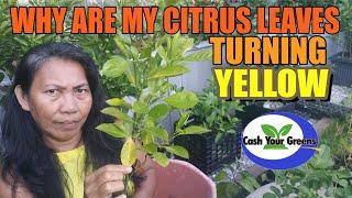 WHY YOUR CITRUS LEAVES TURN YELLOW - An Explanation of why Citrus Leaves Turn Yellow and the Cured